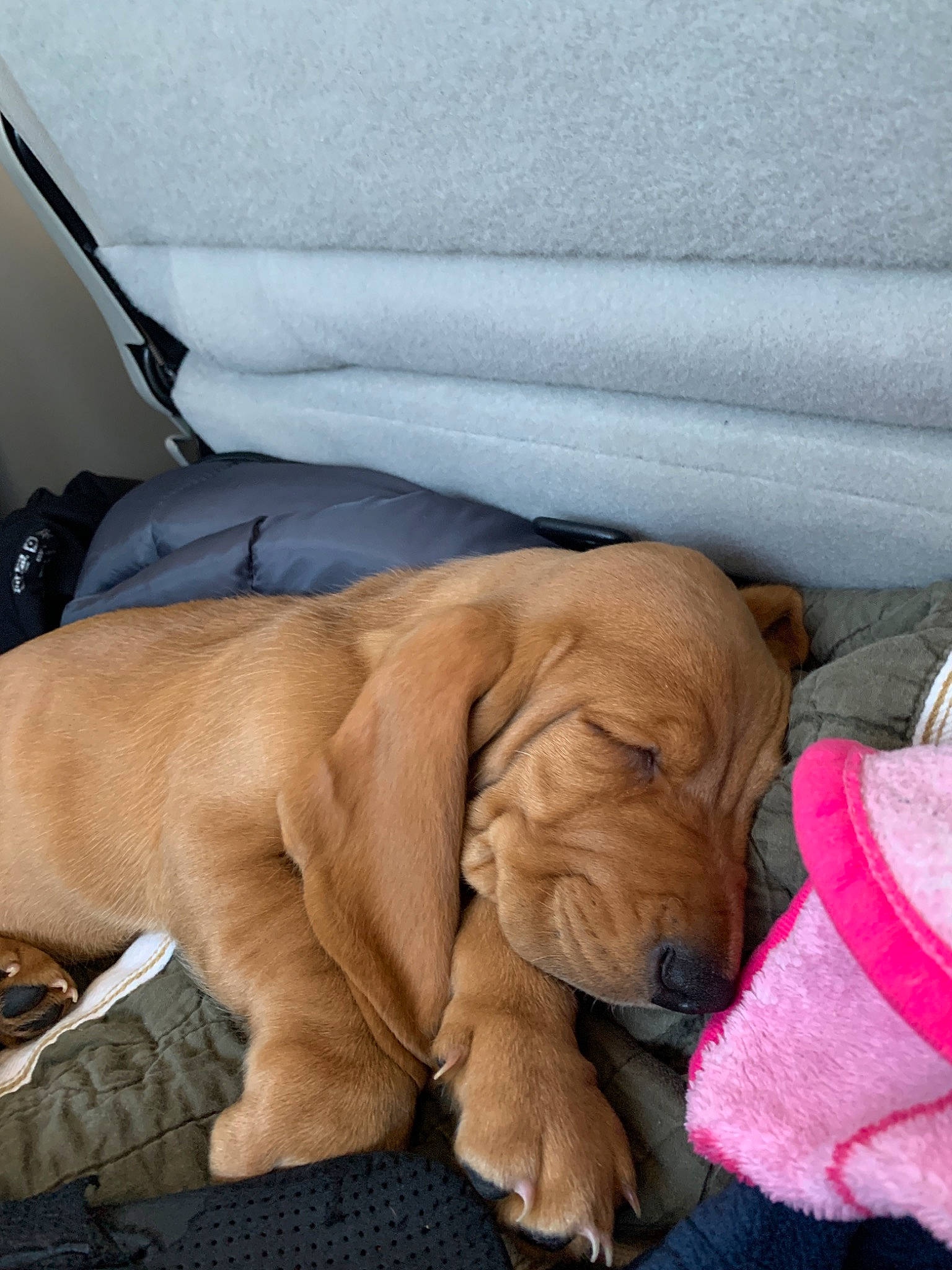 Chubs joined the competition — help win amazing prizes! broholmer, canidae, carnivore, companion_dog, dog, dog_breed, fawn, mammal, puppy, rhodesian_ridgeback, snout, sporting_group, vertebrate, vizsla