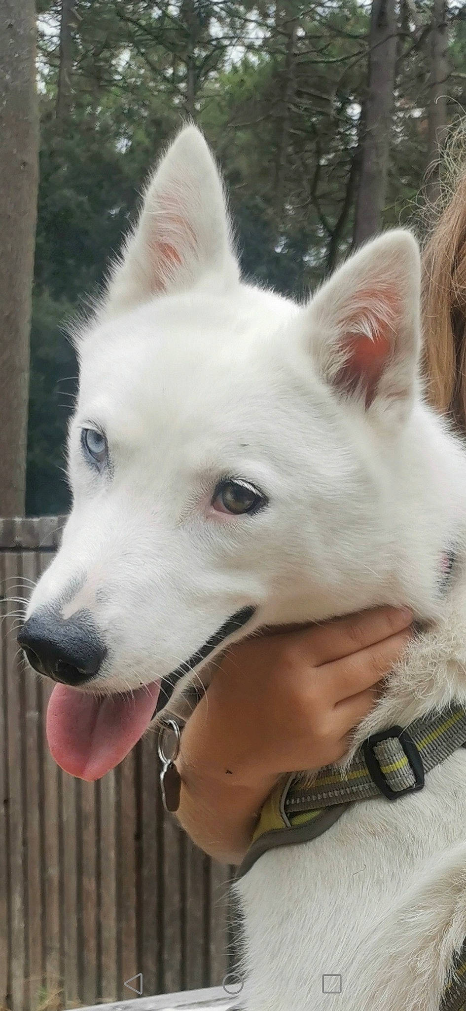 Pitaya a rejoint le concours — aidez-le/la à gagner de superbes lots ! ancient_dog_breeds, canidae, canis, carnivore, collar, companion_dog, dog, dog_breed, fawn, fence, fur, jaw, non_sporting_group, snout, spitz, sporting_group, terrestrial_animal, whiskers, working_animal, working_dog