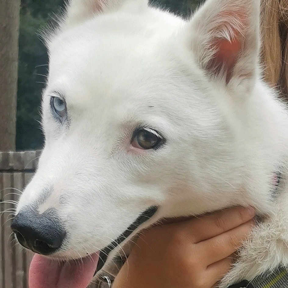 Pitaya