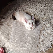 Yuzu participe au concours pour gagner de l'argent avec cette photo : animal, bubble_wrap, cat, cozy, curious, cute, ears, floor, fluffy_rug, fur, home, indoor, kitten, natural_light, pet, playful, resting, small, tail, white_cat