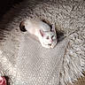 animal, bubble_wrap, cat, cozy, curious, cute, ears, floor, fluffy_rug, fur, home, indoor, kitten, natural_light, pet, playful, resting, small, tail, white_cat