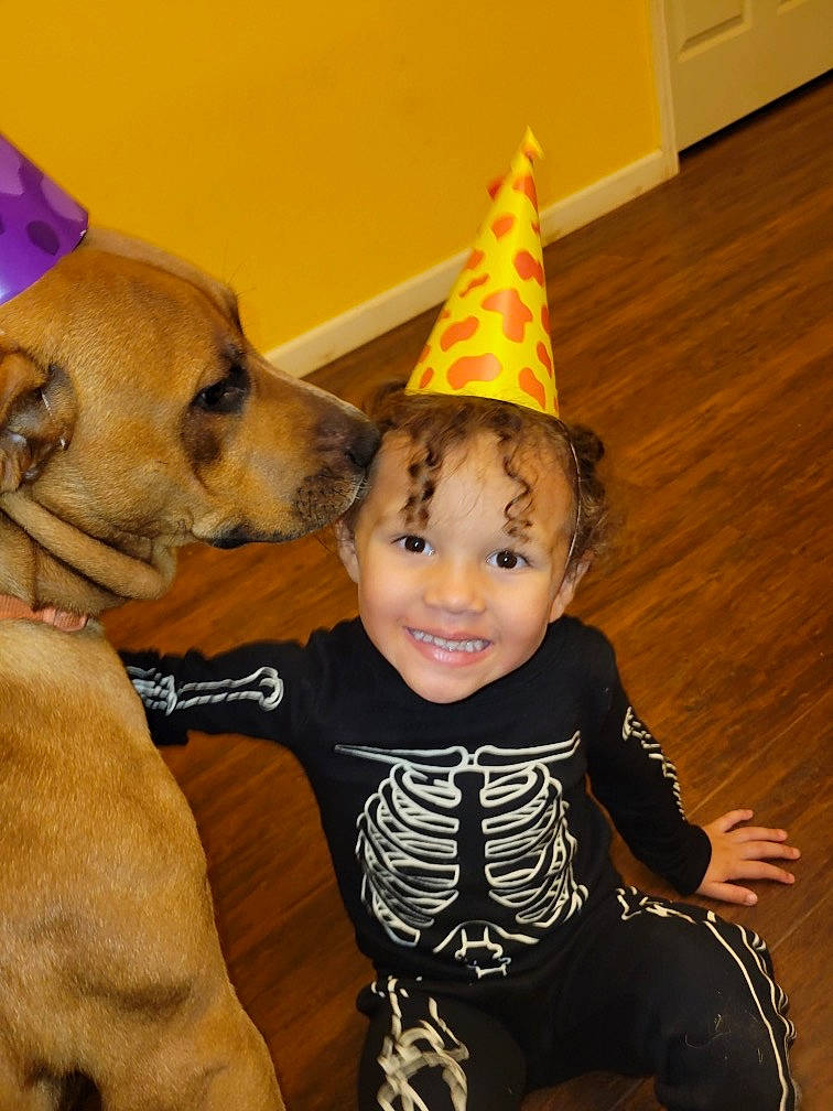 Hadyn is registered to the contest to win money with this photo: baby_toddler_clothing, carnivore, companion_dog, cone, costume_hat, dog, dog_breed, event, fawn, fun, fur, happy, hat, joy, party_hat, party_supply, person, smile, snout, sporting_group