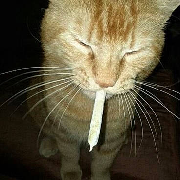 Win is registered to the contest to win money with this photo: carnivore, cat, claw, domestic_short_haired_cat, ear, fawn, felidae, fur, paw, small_to_medium_sized_cats, snout, tail, terrestrial_animal, whiskers, window