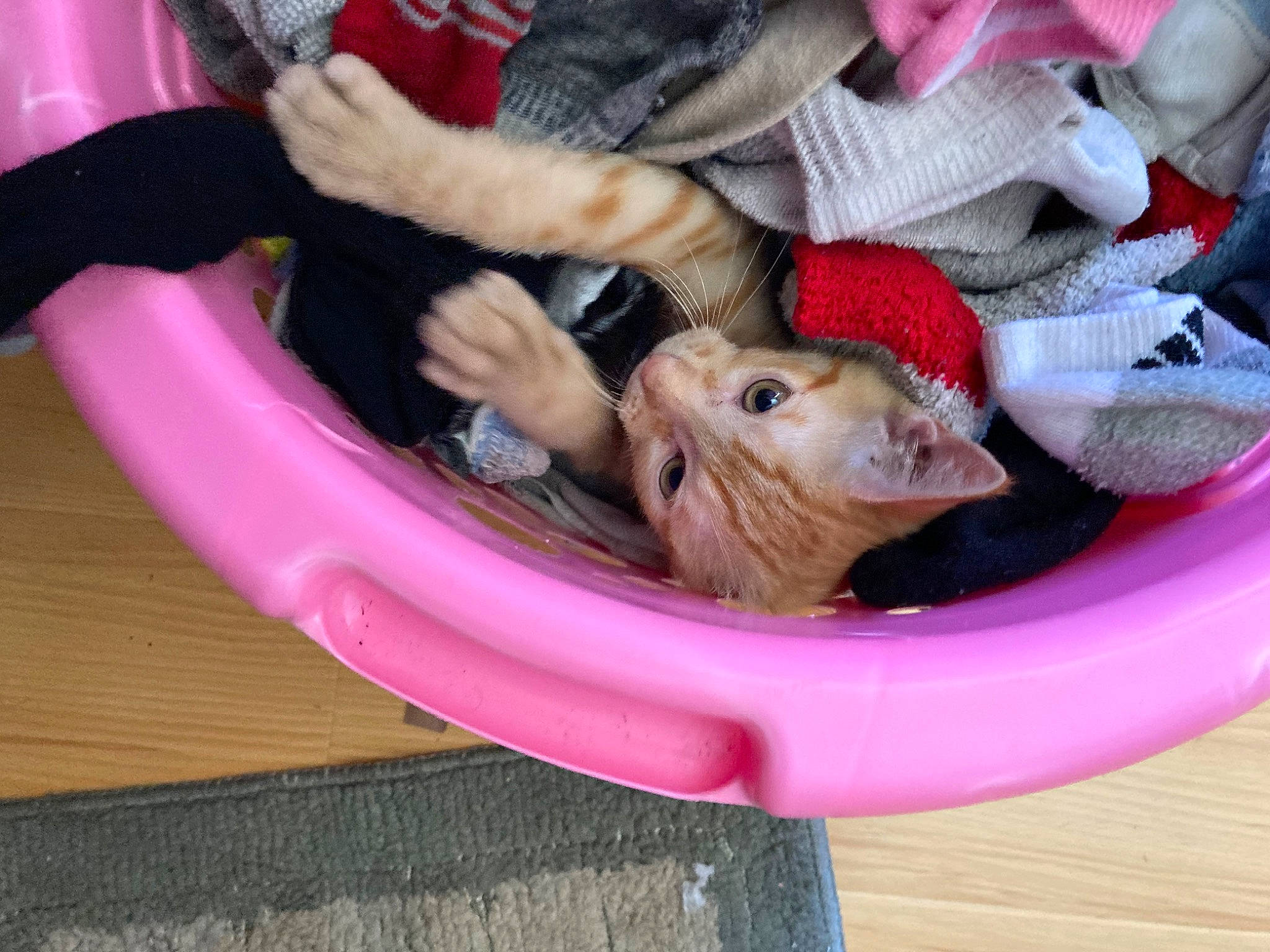 Win is registered to the contest to win money with this photo: animal_feed, basket, canidae, carnivore, cat_supply, comfort, companion_dog, dog_breed, fawn, felidae, foot, fur, grass, magenta, pet_supply, pink, small_to_medium_sized_cats, toy, wicker, wood