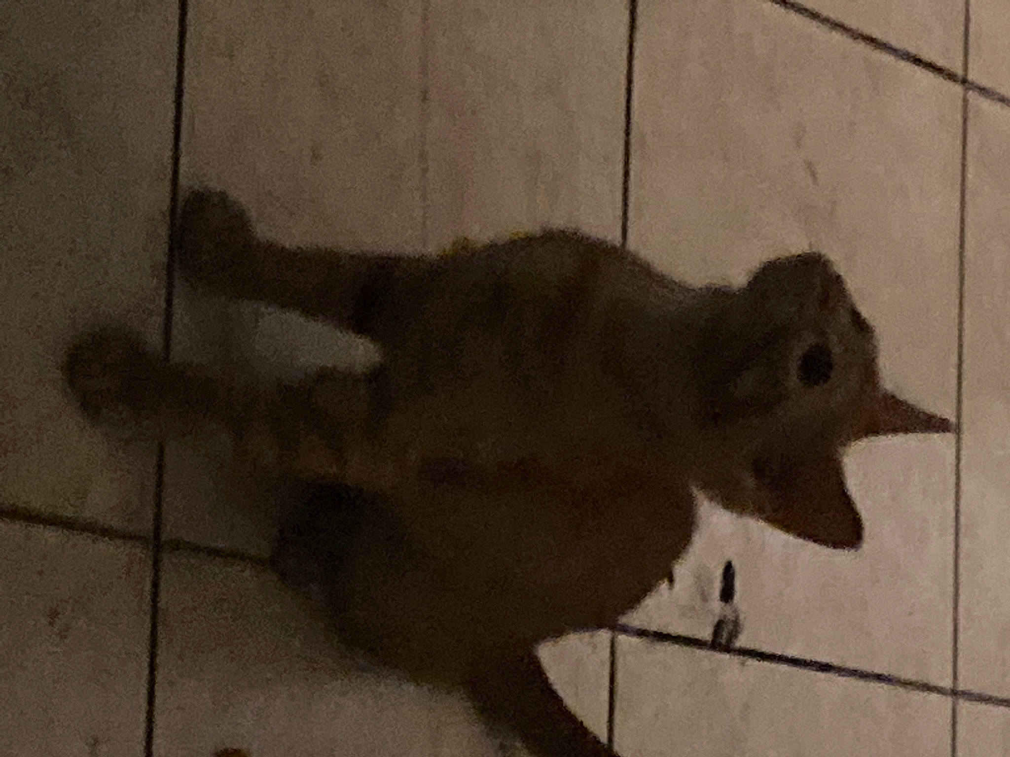 Win joined the competition — help win amazing prizes! art, beak, bird, concrete, felidae, fish, flooring, marsupial, perching_bird, rodent, shadow, small_to_medium_sized_cats, tail, tile, tints_and_shades, visual_arts, whiskers, wood