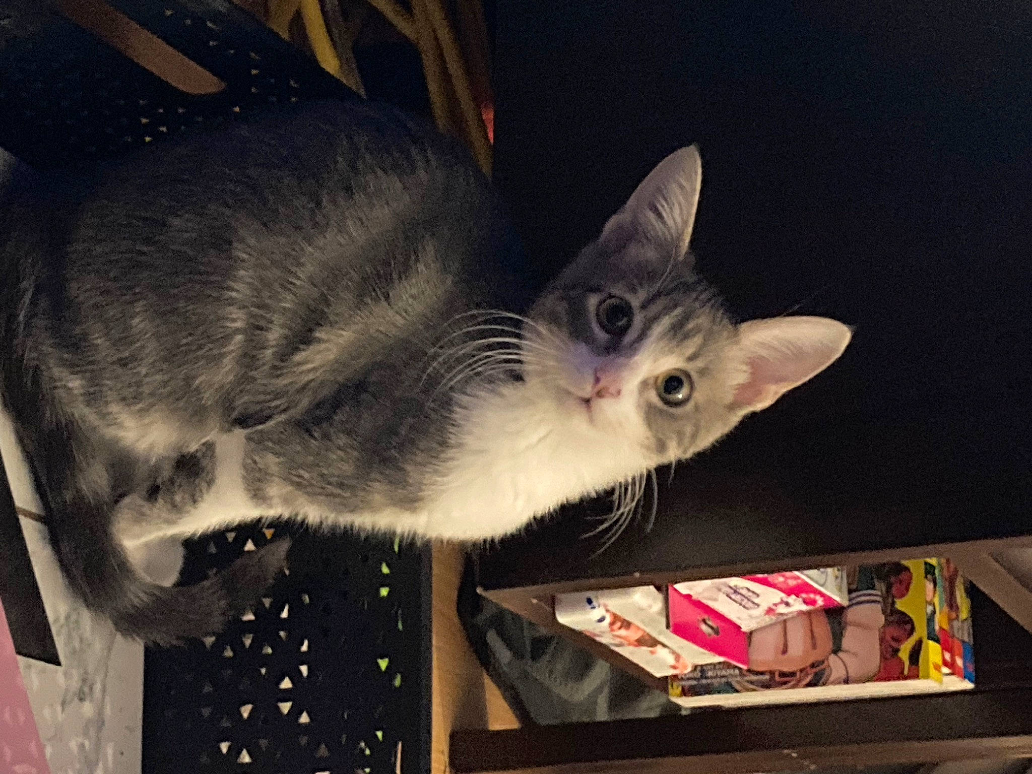 Dutch is registered to the contest to win money with this photo: box, carmine, carnivore, cat, domestic_short_haired_cat, ear, eye, felidae, fur, jaw, metal, paw, photo_caption, sky, small_to_medium_sized_cats, snout, square, tail, whiskers