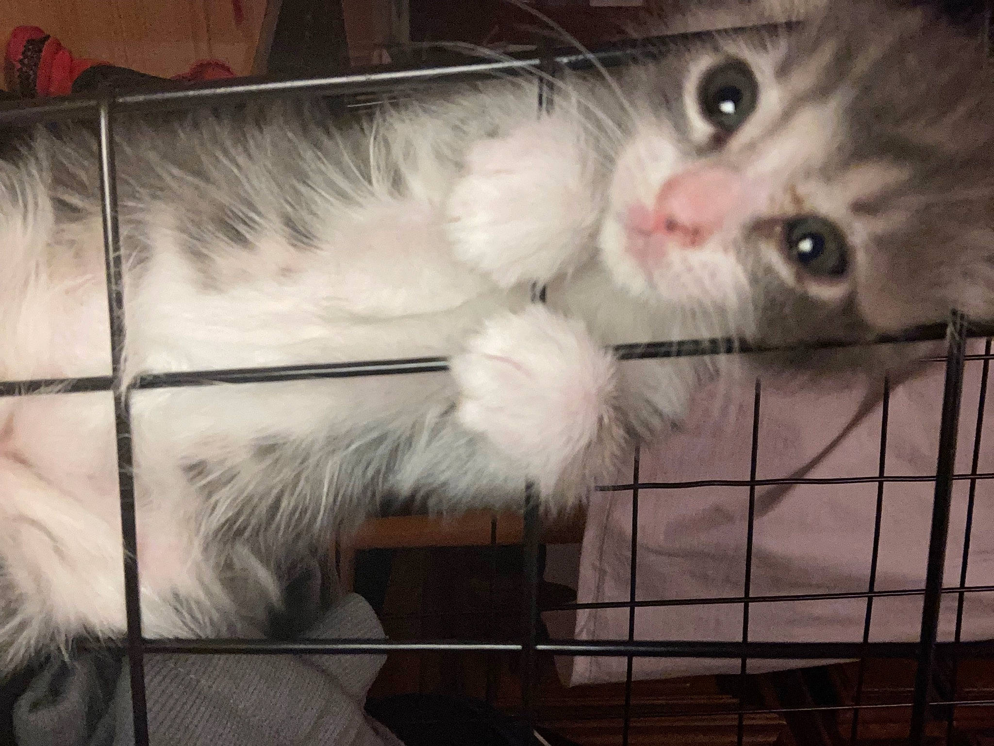 Dutch is registered to the contest to win money with this photo: animal_shelter, carnivore, cat, claw, domestic_short_haired_cat, fawn, felidae, fur, paw, photo_caption, small_to_medium_sized_cats, snout, tail, whiskers