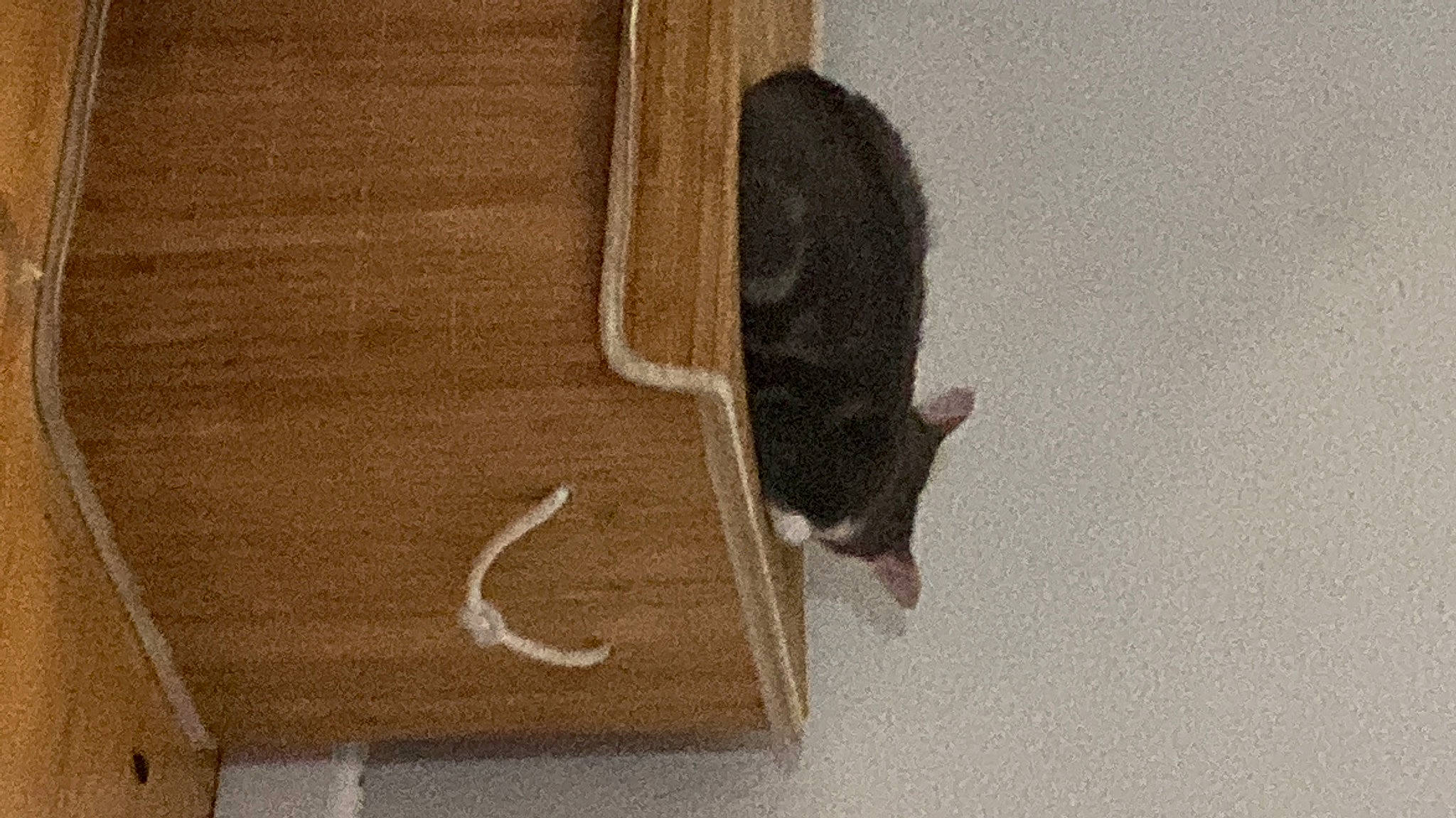 Dutch joined the competition — help win amazing prizes! carnivore, cat, domestic_short_haired_cat, fawn, felidae, fur, grey, hardwood, linens, pattern, plywood, shadow, small_to_medium_sized_cats, tail, tints_and_shades, whiskers, window, wood