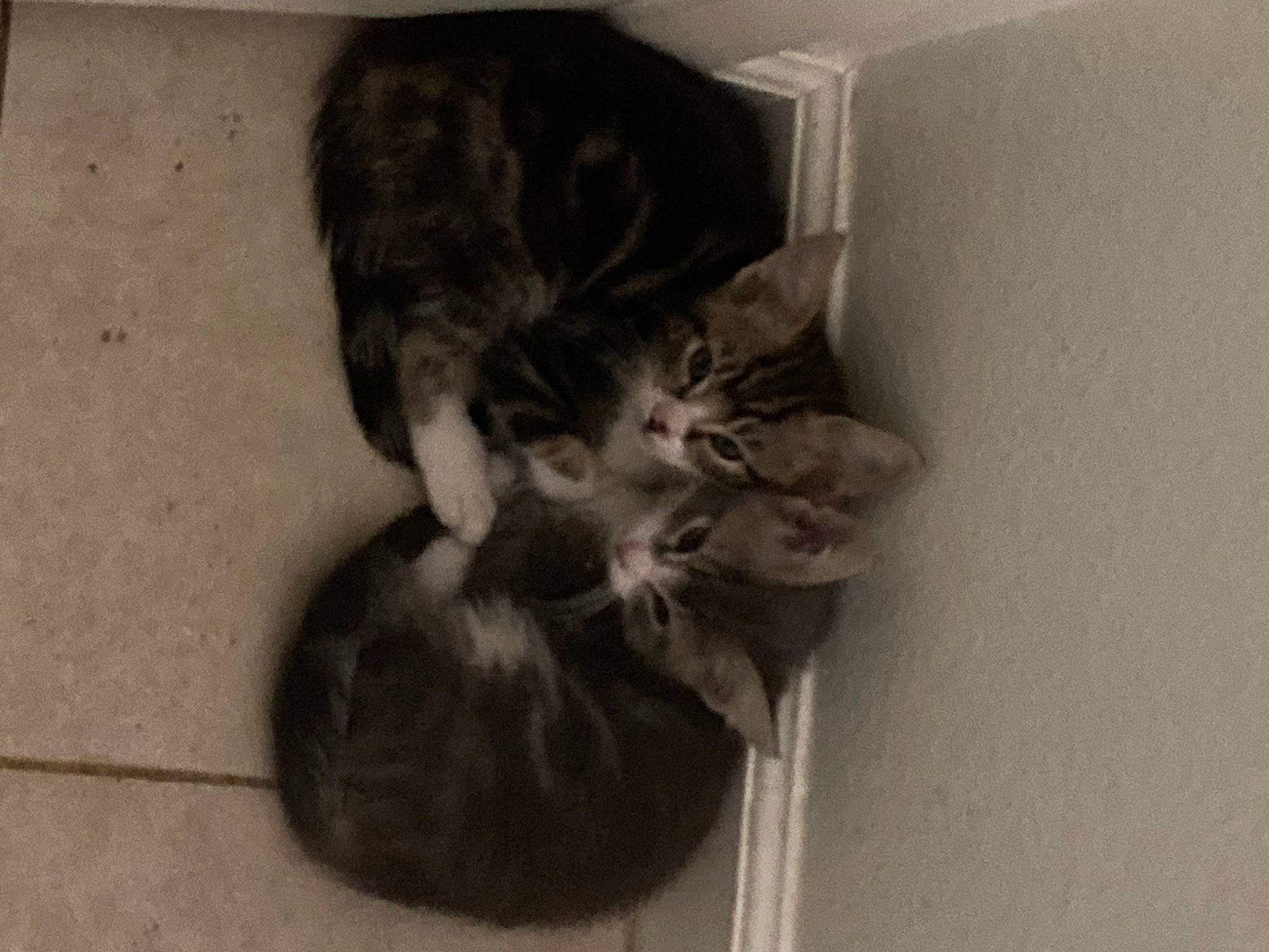 Bear is registered to the contest to win money with this photo: box, carnivore, cat, claw, domestic_short_haired_cat, felidae, fur, grey, monochrome, monochrome_photography, paw, small_to_medium_sized_cats, snout, tail, terrestrial_animal, whiskers