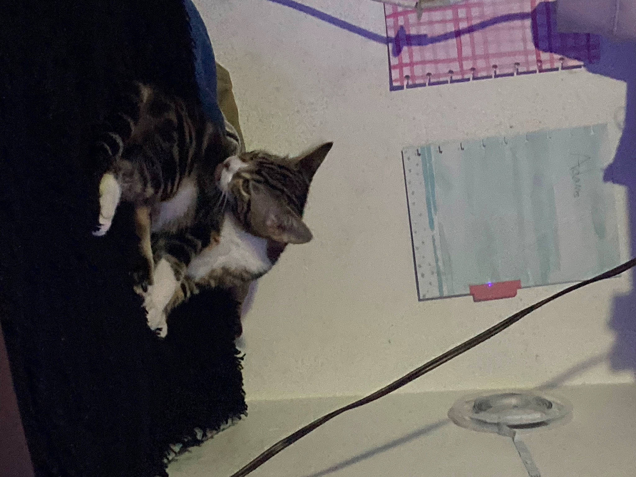 Bear joined the competition — help win amazing prizes! art, cable, carnivore, cat, claw, dog_breed, domestic_short_haired_cat, electrical_wiring, felidae, flooring, font, fur, grey, paw, small_to_medium_sized_cats, tail, visual_arts, whiskers, wire