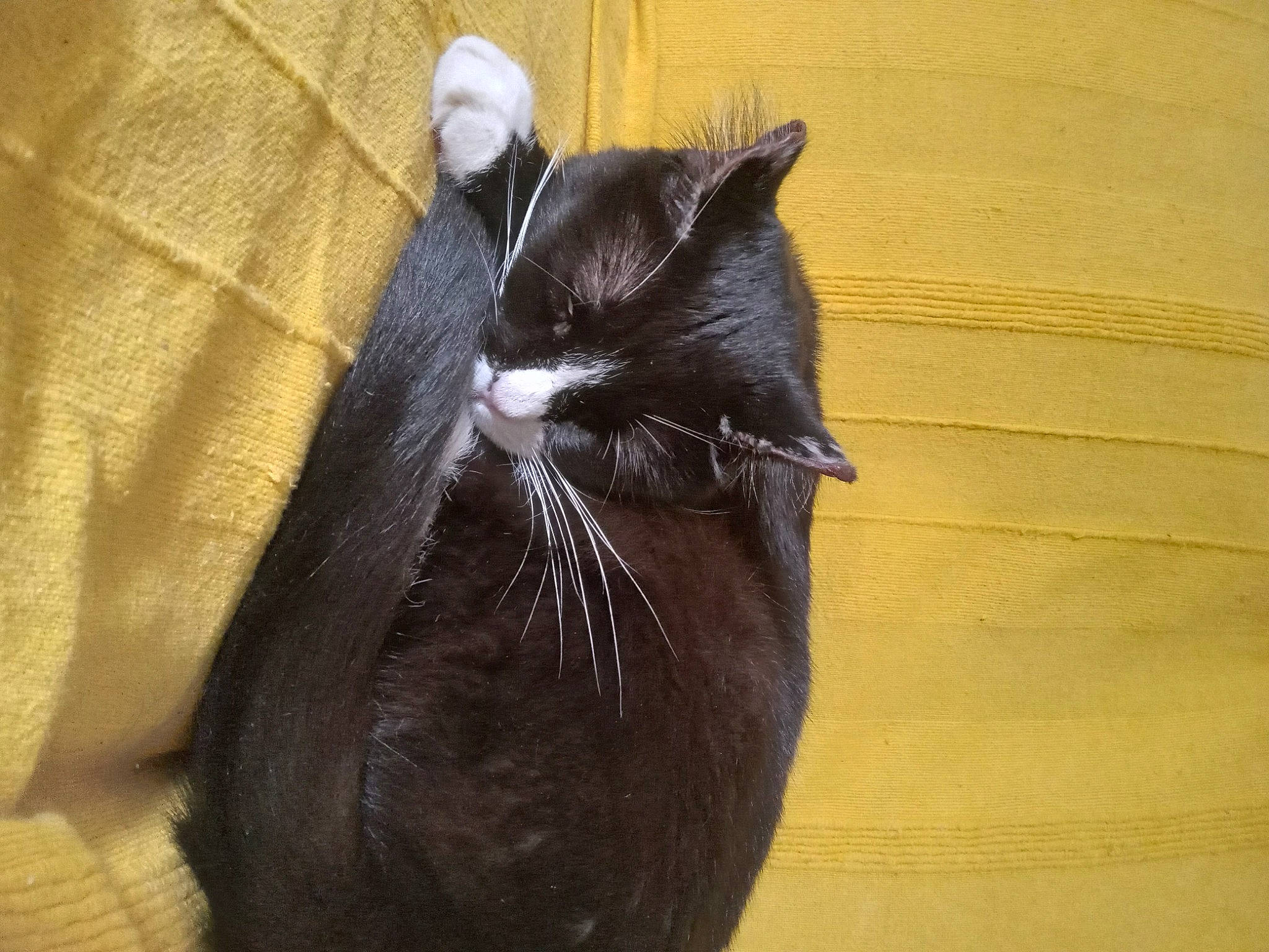 Edwige participe au concours pour gagner de l'argent avec cette photo : black_cat, carnivore, cat, claw, comfort, domestic_short_haired_cat, ear, felidae, foot, fur, hardwood, human_body, leg, small_to_medium_sized_cats, snout, tail, terrestrial_animal, whiskers, window, wood