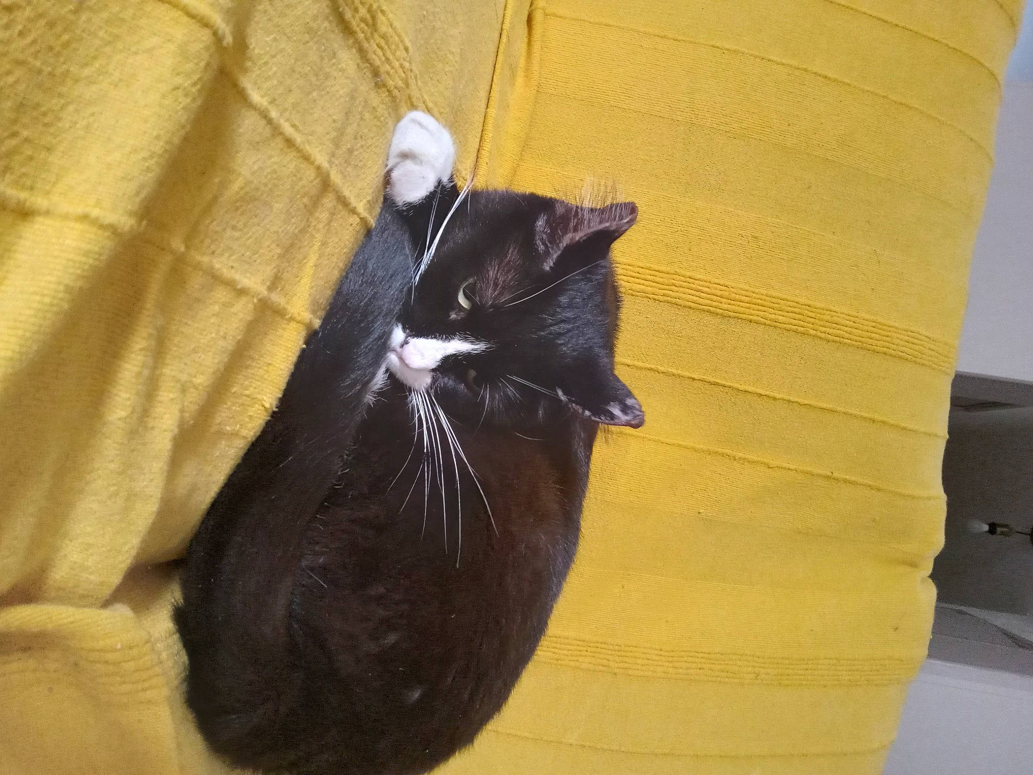 Edwige participe au concours pour gagner de l'argent avec cette photo : bag, black_cat, carnivore, cat, comfort, domestic_short_haired_cat, dress, fashion_accessory, felidae, fur, hardwood, leather, linens, musical_instrument, sleeve, small_to_medium_sized_cats, tail, terrestrial_animal, whiskers, wood