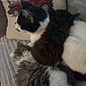 Fergie joined the competition — help win amazing prizes! animal, black_and_white_cat, cat, cats, companion, couch, cozy, cute, decorative_pillow, feline, fluffy, fur, indoor, pet, pets, pillow, relaxing, resting, snuggling, tabby