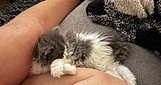 Fergie is registered to the contest to win money with this photo: animal, blanket, cat, comfort, couch, cozy, domestic, fur, furniture, human, indoor, kitten, legs, napping, paw, pet, relaxation, resting, sleeping, soft