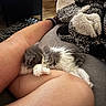 animal, blanket, cat, comfort, couch, cozy, domestic, fur, furniture, human, indoor, kitten, legs, napping, paw, pet, relaxation, resting, sleeping, soft
