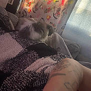 Fergie joined the competition — help win amazing prizes! animal, arm, blanket, cat, comfort, cozy, curtain, decor, fabric, furniture, home, indoor, pattern, pet, relaxation, resting, soft, sunlight, tattoo, window