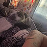 animal, arm, blanket, cat, comfort, cozy, curtain, decor, fabric, furniture, home, indoor, pattern, pet, relaxation, resting, soft, sunlight, tattoo, window