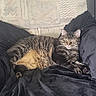 cat, cats, tabby, pet, animal, sleeping, relaxed, cozy, blanket, couch, cushion, indoor, home, portrait, fur, whiskers, ears, paws, lying_down, cute