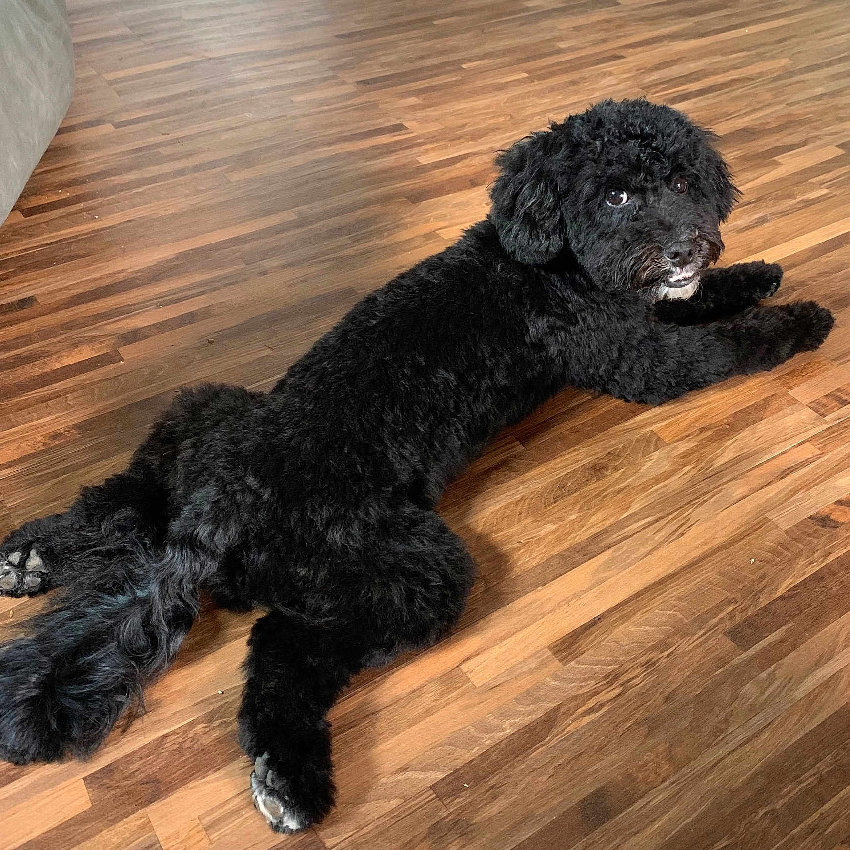 Leo is registered to the contest to win money with this photo: animal, black_dog, canine, companion, curly_fur, cute, dog, domestic_animal, floor, fur, home, indoor, looking_back, lying_down, mammal, paw, pet, playful, relaxed, wooden_floor