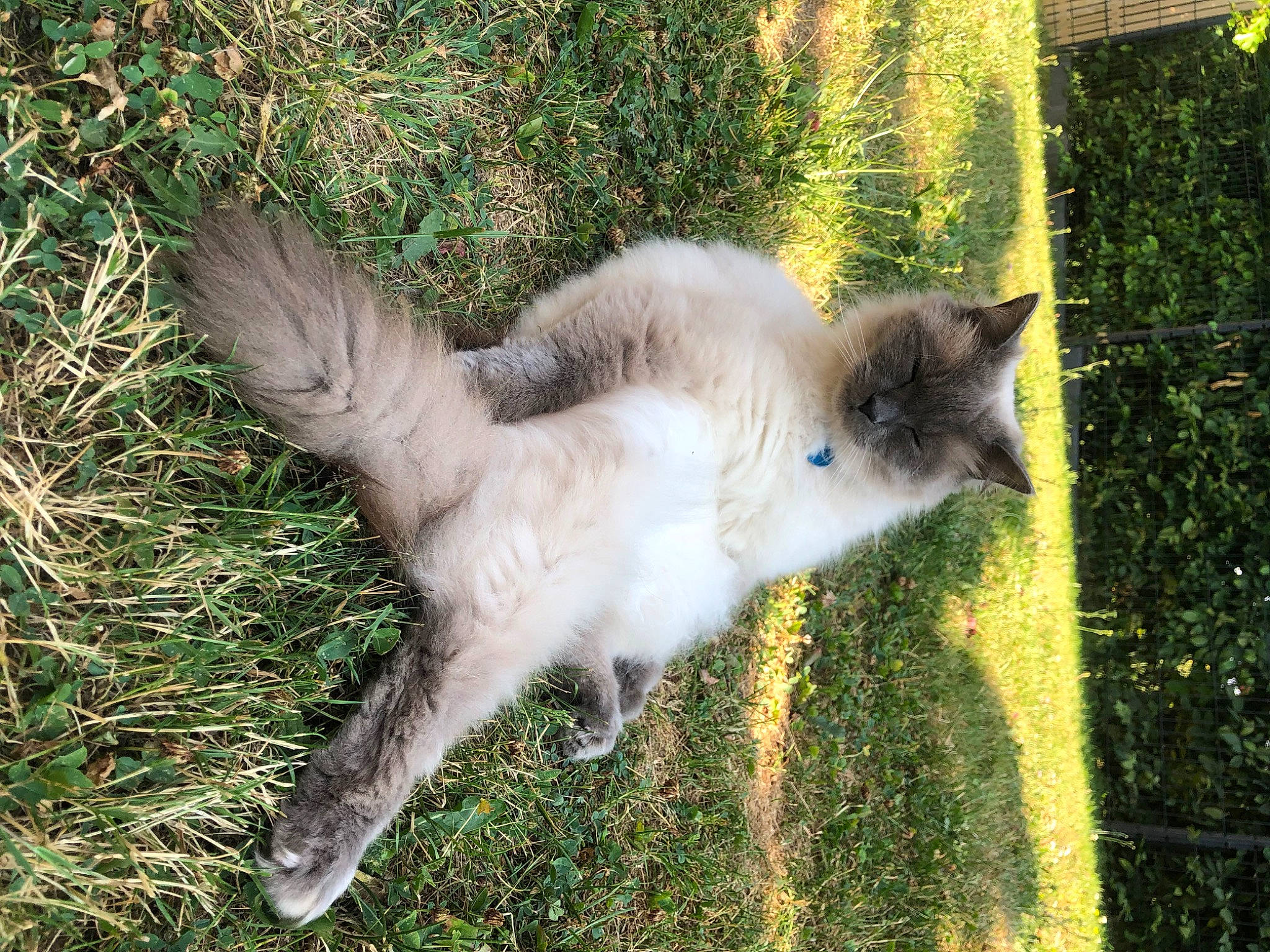 Bounty participe au concours pour gagner de l'argent avec cette photo : canidae, carnivore, cat, companion_dog, dog_breed, domestic_short_haired_cat, fawn, felidae, fur, grass, pasture, paw, plant, ragdoll, small_to_medium_sized_cats, tail, terrestrial_animal, thai, whiskers