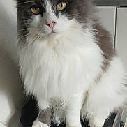 Minouche a rejoint le concours — aidez-le/la à gagner de superbes lots ! cabinet, cat, domestic_animal, ears, eyes, feline, fluffy, fur, gray, indoor, kitchen, looking, microwave, nose, paw, pet, sitting, trash_can, whiskers, white