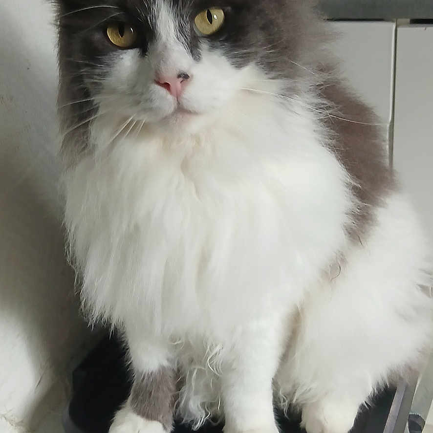 Minouche a rejoint le concours — aidez-le/la à gagner de superbes lots ! cabinet, cat, domestic_animal, ears, eyes, feline, fluffy, fur, gray, indoor, kitchen, looking, microwave, nose, paw, pet, sitting, trash_can, whiskers, white
