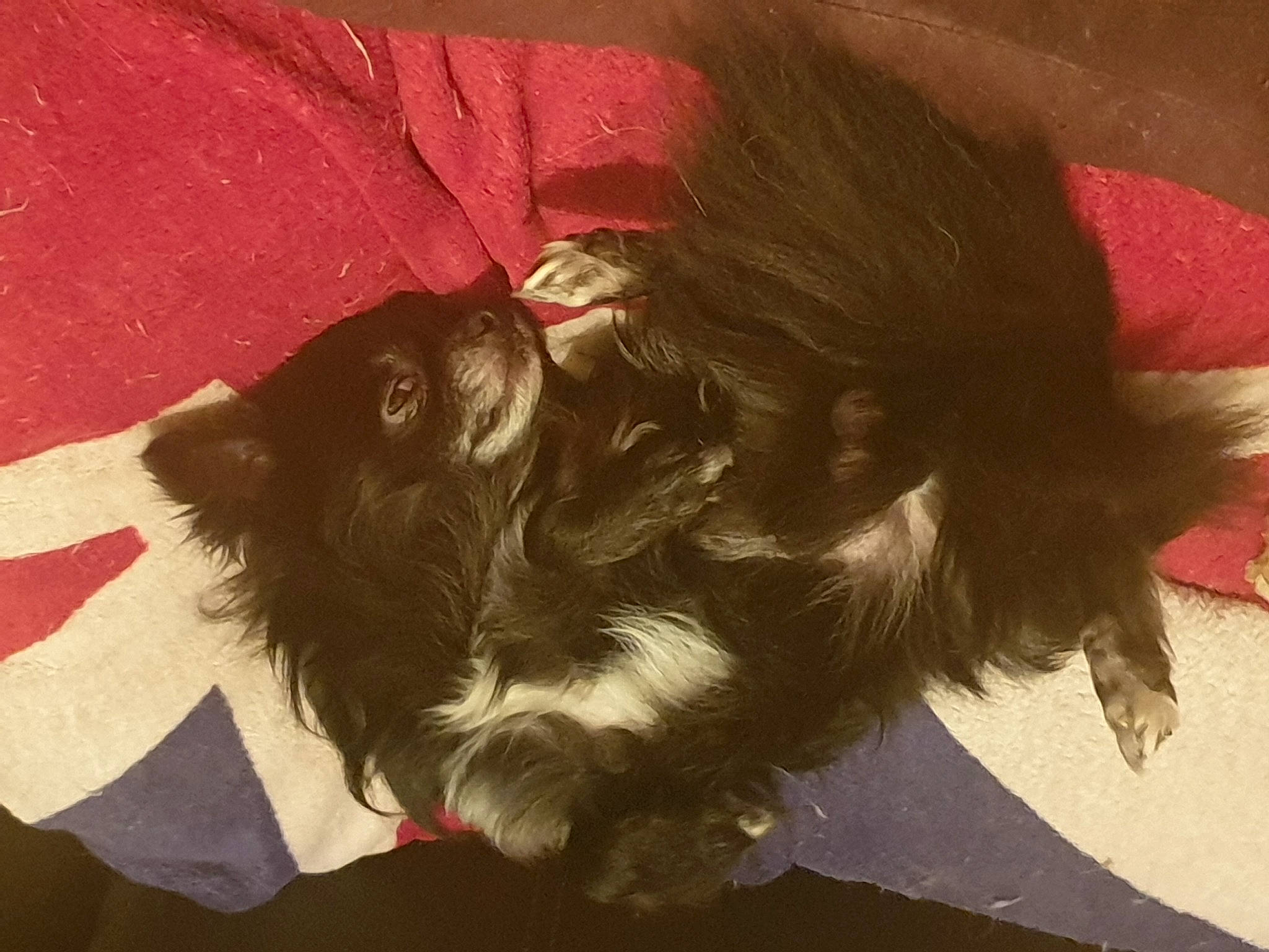 Pacha participe au concours pour gagner de l'argent avec cette photo : canidae, carmine, carnivore, companion_dog, dog, dog_breed, ear, felidae, fur, hair_coloring, liver, paw, small_to_medium_sized_cats, snout, sporting_group, tail, tints_and_shades, whiskers, wing, working_animal