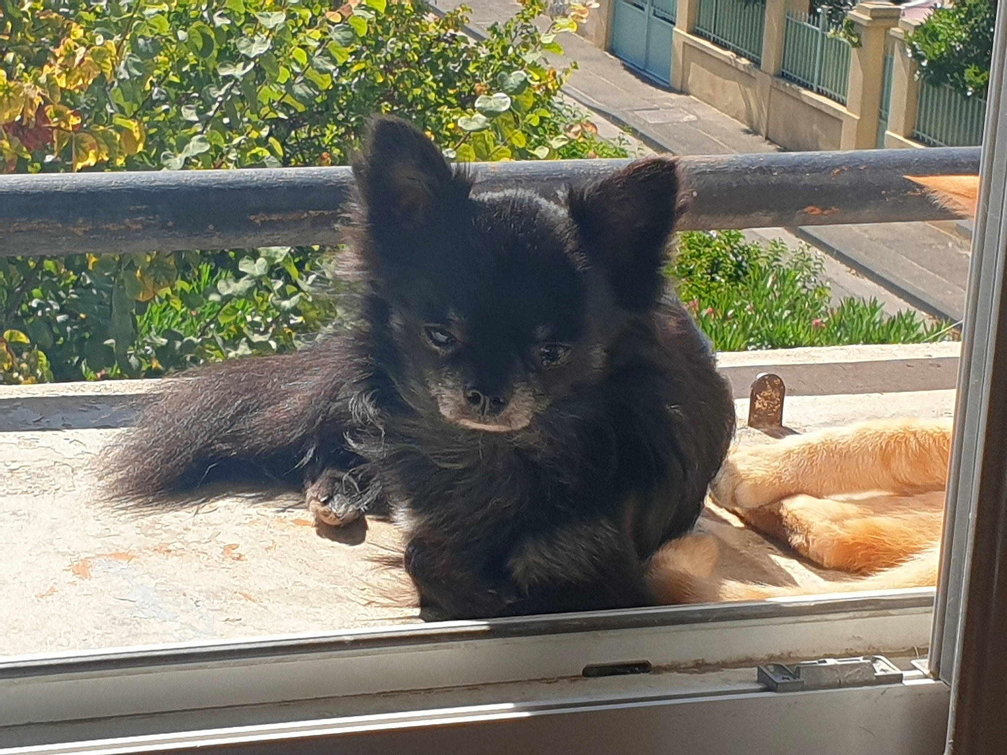 Pacha a rejoint le concours — aidez-le/la à gagner de superbes lots ! black_cat, bombay, carnivore, cat, claw, domestic_short_haired_cat, felidae, fur, grass, mammal, paw, plant, sitting, small_to_medium_sized_cats, snout, tail, terrestrial_animal, vertebrate, whiskers, window