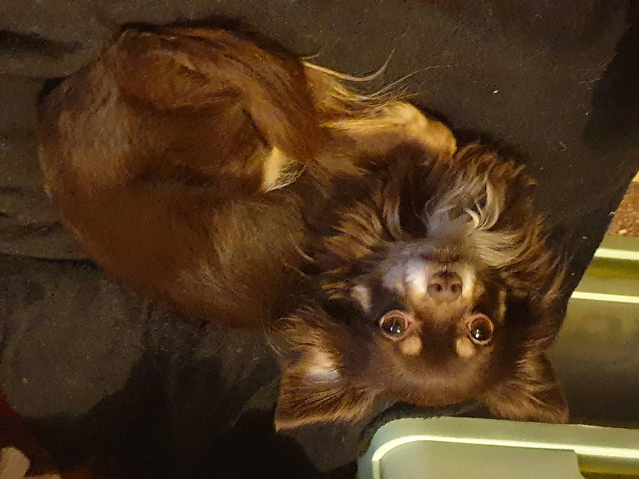 Lucky participe au concours pour gagner de l'argent avec cette photo : art, bat, canidae, carnivore, dog_breed, eye, fawn, felidae, fur, liver, metal, painting, small_to_medium_sized_cats, snout, sporting_group, terrestrial_animal, visual_arts, whiskers, wildlife, wood