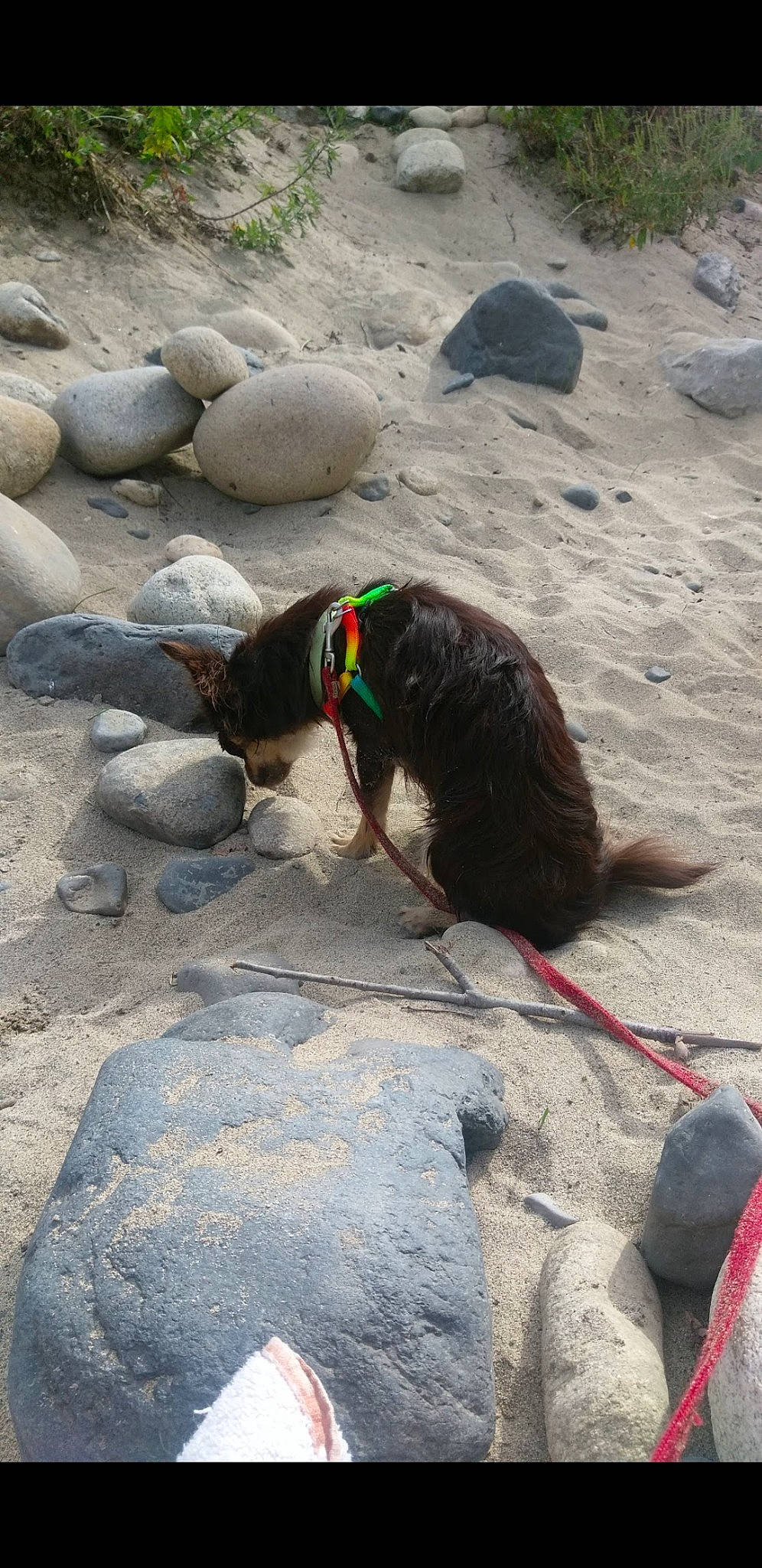 Lucky participe au concours pour gagner de l'argent avec cette photo : adventure, bedrock, canidae, carnivore, dog, dog_breed, landscape, leash, pet_supply, recreation, road_surface, rock, sand, shadow, soil, sporting_group, tail, terrestrial_animal, water_dog, working_animal