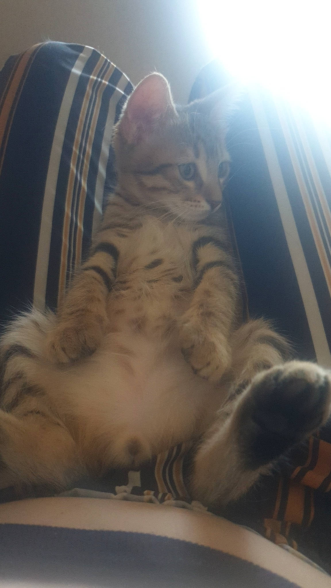 Ragnar a rejoint le concours — aidez-le/la à gagner de superbes lots ! carnivore, cat, cloud, comfort, domestic_short_haired_cat, fawn, felidae, fur, mammal, nap, pattern, paw, small_to_medium_sized_cats, snout, tail, terrestrial_animal, vertebrate, whiskers, window, wood