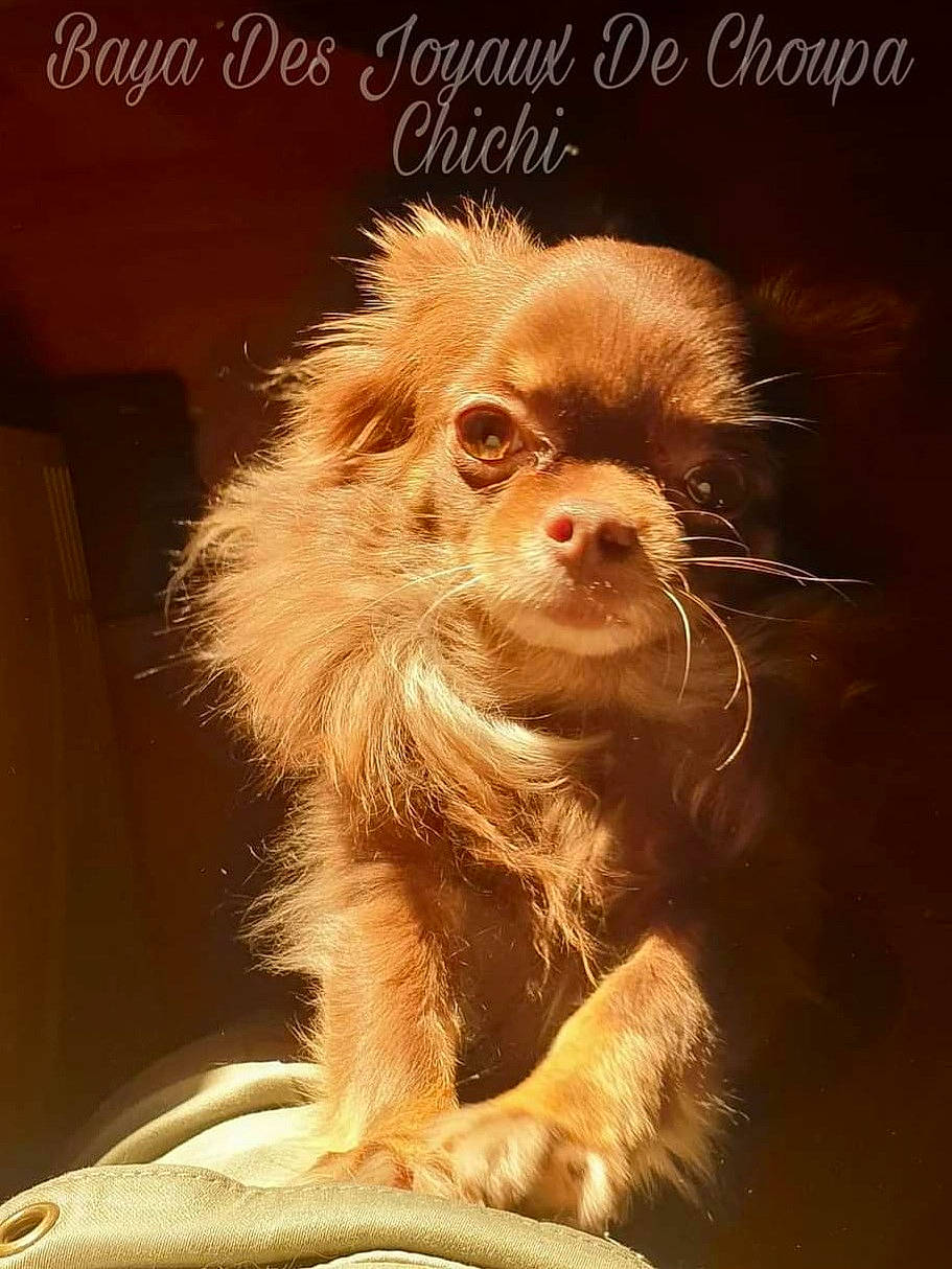 Baya a rejoint le concours — aidez-le/la à gagner de superbes lots ! darkness, fawn, fur, liver, macaque, photo_caption, poster, primate, snout, terrestrial_animal, whiskers, wildlife