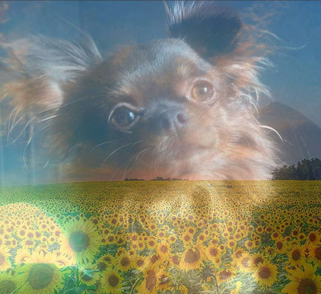 Baya a rejoint le concours — aidez-le/la à gagner de superbes lots ! art, canidae, carnivore, close_up, companion_dog, dog_breed, electric_blue, fawn, felidae, fur, grass, illustration, liver, sky, small_to_medium_sized_cats, snout, toy_dog, visual_arts, whiskers, wildlife