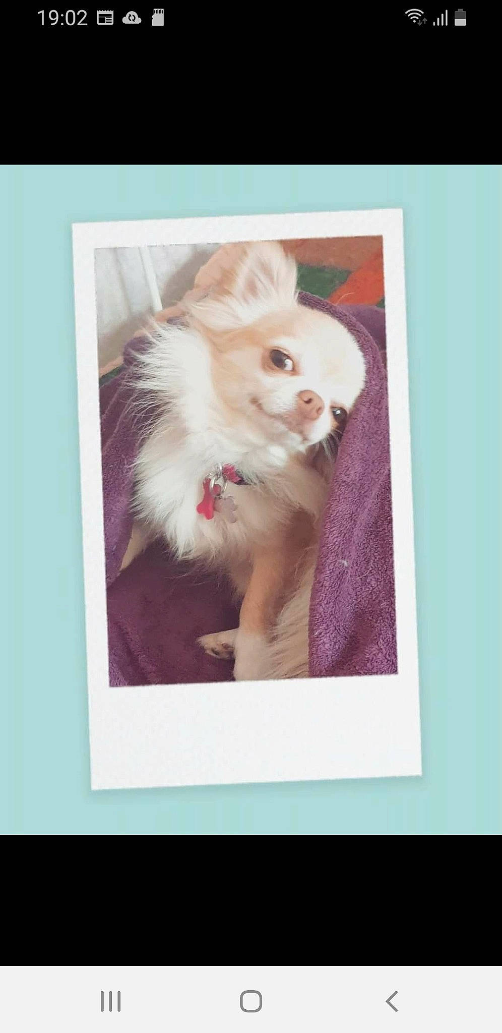 Chanel participe au concours pour gagner de l'argent avec cette photo : art, canidae, carnivore, cat, companion_dog, fawn, felidae, font, fur, magenta, photo_caption, rectangle, room, small_to_medium_sized_cats, snout, visual_arts, whiskers