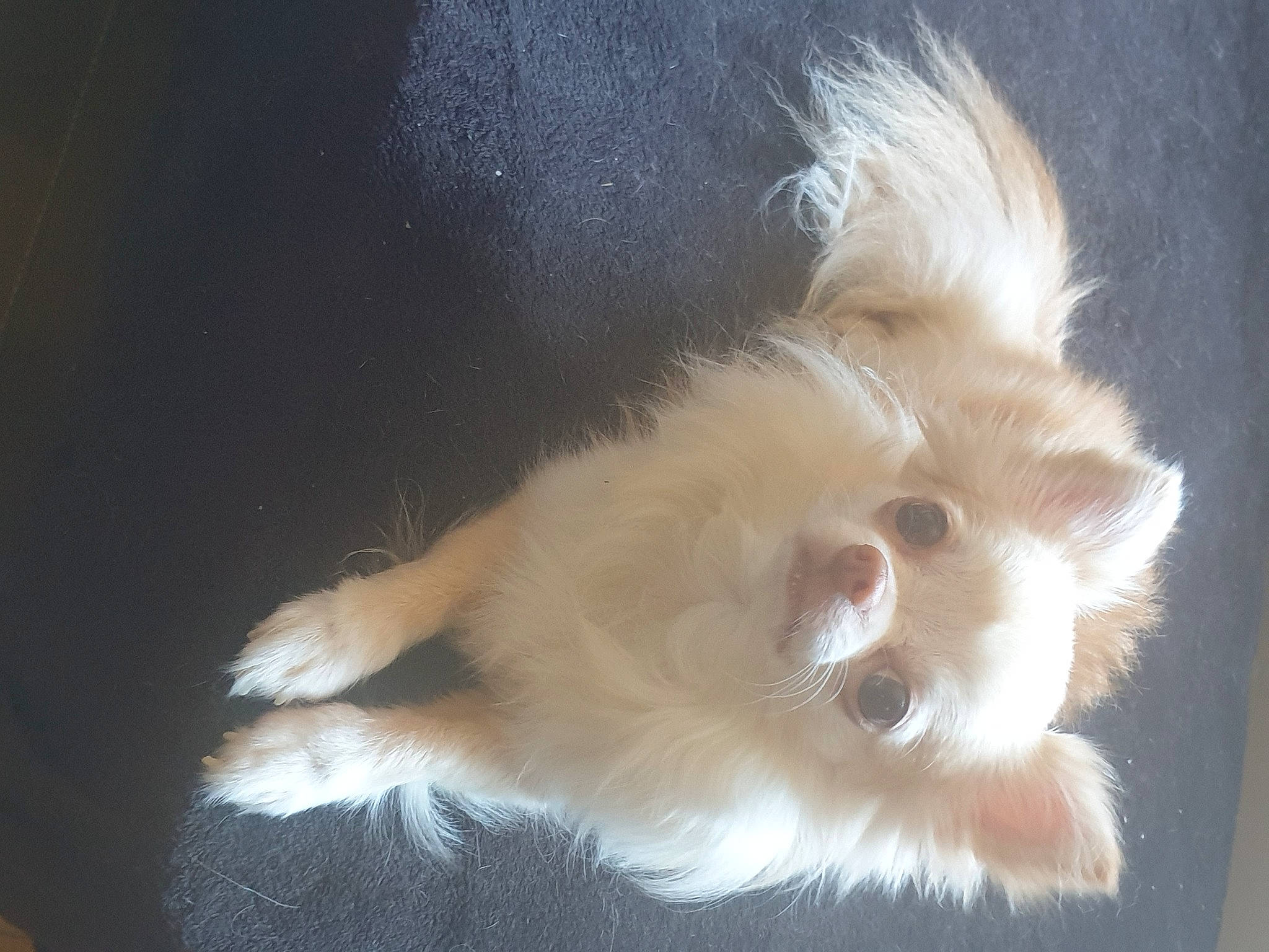 Chanel participe au concours pour gagner de l'argent avec cette photo : canidae, carnivore, cat, claw, companion_dog, dog_breed, ear, fang, fawn, felidae, fur, german_spitz, paw, small_to_medium_sized_cats, snout, spitz, sporting_group, tail, toy_dog, whiskers