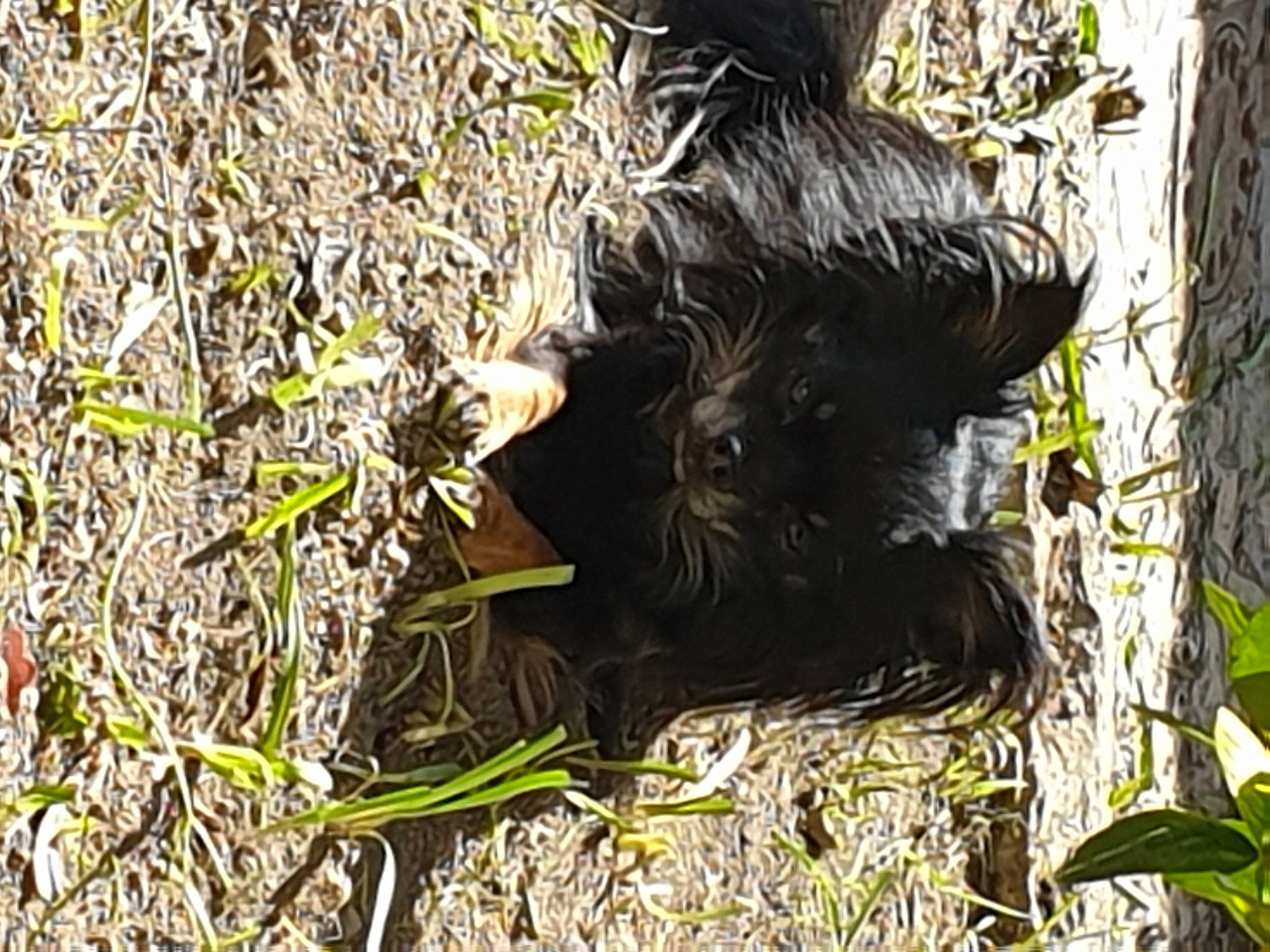 Oréo participe au concours pour gagner de l'argent avec cette photo : dog_breed, fur, grass, jungle, liver, natural_material, pattern, plant, primate, soil, sporting_group, terrestrial_animal, terrestrial_plant, trunk, twig, wildlife, wood, working_animal