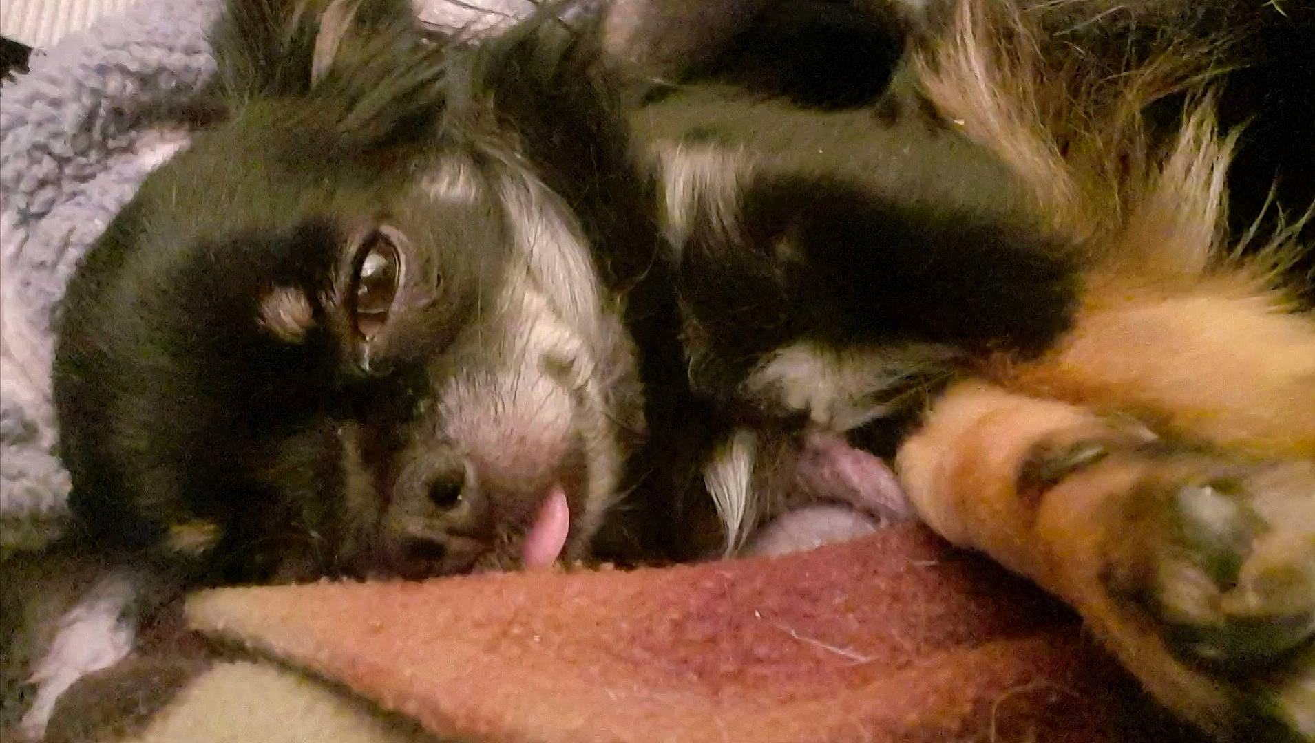 Oréo a rejoint le concours — aidez-le/la à gagner de superbes lots ! bored, canidae, carnivore, comfort, companion_dog, dog, dog_breed, foot, fur, liver, paw, puppy, snout, sporting_group, terrestrial_animal, whiskers, working_animal