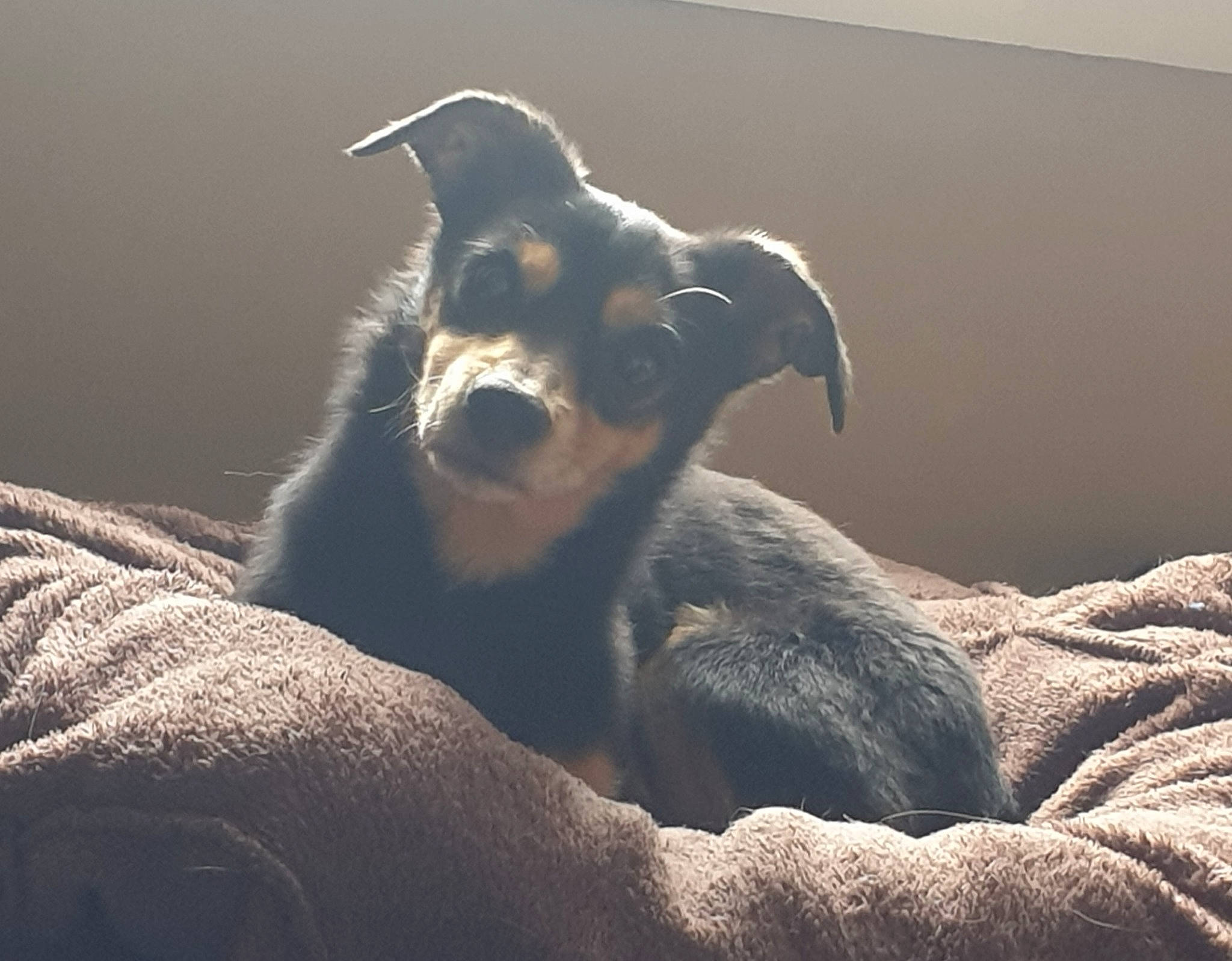 Dolly a rejoint le concours — aidez-le/la à gagner de superbes lots ! canidae, carnivore, comfort, companion_dog, darkness, dog, dog_breed, fawn, felidae, fur, grey, heat, monochrome_photography, paw, shadow, sporting_group, terrestrial_animal, whiskers, wood, working_animal