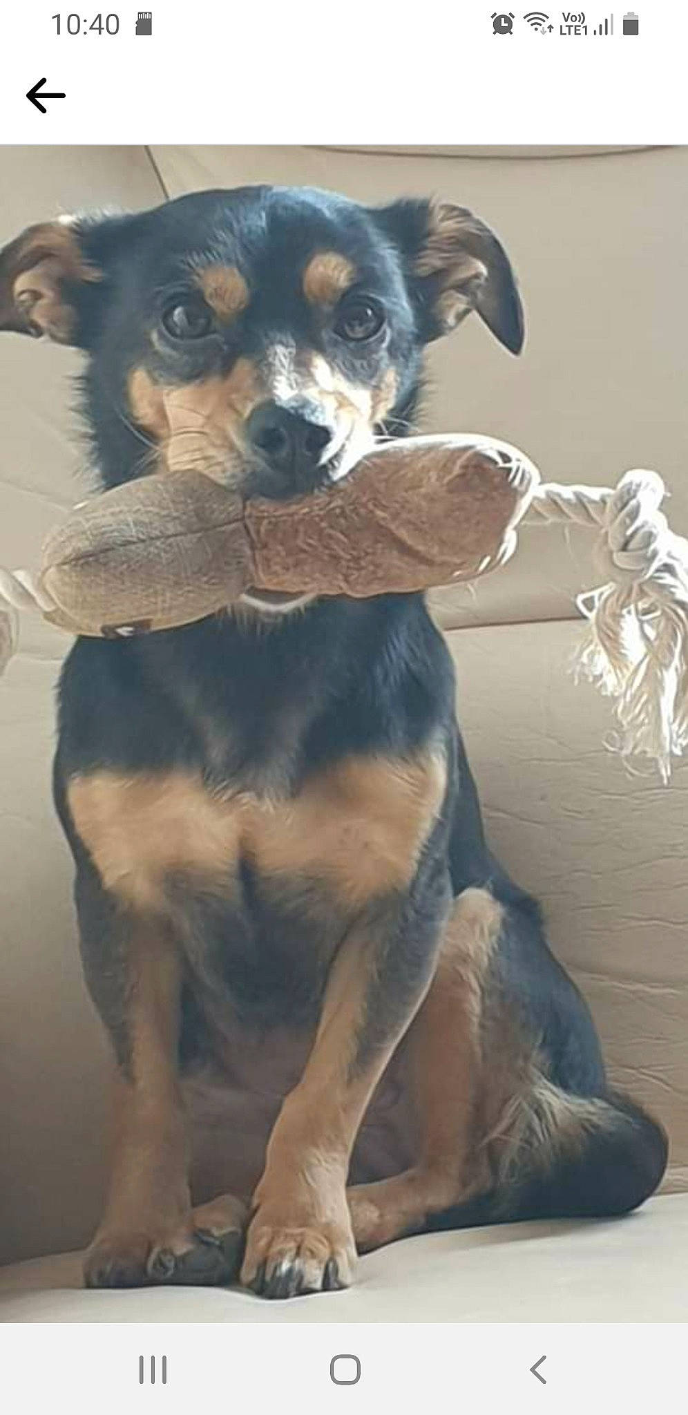 Dolly a rejoint le concours — aidez-le/la à gagner de superbes lots ! ancient_dog_breeds, canidae, carnivore, collar, companion_dog, dog, dog_breed, dog_collar, fawn, fur, guard_dog, paw, puppy, snout, sporting_group, toy_dog, whiskers, working_animal, working_dog