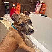 Aaros a rejoint le concours — aidez-le/la à gagner de superbes lots ! animal, bathroom, bathtub, bottle, brown_fur, cleaning_products, collar, curious, dog, floor_mat, indoor, looking_back, lotion, pet, pet_care, puppy, shampoo, tile, wall, white_paw