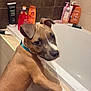 animal, bathroom, bathtub, bottle, brown_fur, cleaning_products, collar, curious, dog, floor_mat, indoor, looking_back, lotion, pet, pet_care, puppy, shampoo, tile, wall, white_paw