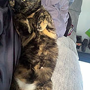 Espresso is registered to the contest to win money with this photo: cat, tortoiseshell_cat, pet, feline, animal, indoors, portrait, close_up, lying_down, upside_down, relaxed, yellow_eyes, fur, whiskers, ears, paws, belly, lap, clothing, couch