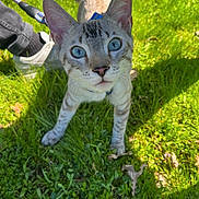 Storm a rejoint le concours — aidez-le/la à gagner de superbes lots ! cat, blue_eyes, grass, outdoor, pet, animal, curious, close_up, whiskers, playful, feline, nature, leash, young_cat, sunlight, ears, tail, paws, muzzle, shadow