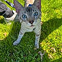 cat, blue_eyes, grass, outdoor, pet, animal, curious, close_up, whiskers, playful, feline, nature, leash, young_cat, sunlight, ears, tail, paws, muzzle, shadow