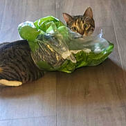 Maddie joined the competition — help win amazing prizes! animal, cat, crinkled, curious, domestic, ears, eyes, feline, floor, green, indoor, leafy, lying_down, mischievous, peeking, pet, plastic_bag, playful, tabby, wood_floor