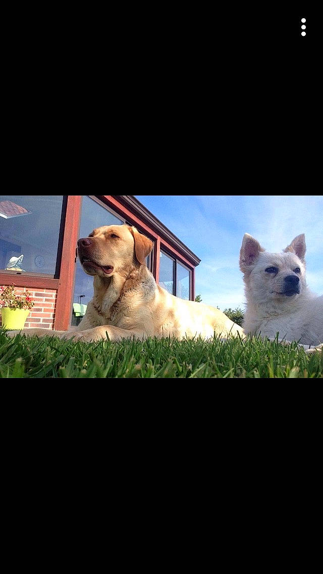 Grâce participe au concours pour gagner de l'argent avec cette photo : akita, canidae, carnivore, dog, dog_breed, fawn, headwear, kintamani, labrador_retriever, mammal, norwegian_buhund, nose, person, photography, puppy, retriever, sky, snout, sporting_group, vertebrate