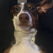 Iris participe au concours pour gagner de l'argent avec cette photo : dog, dog_face, close_up, nose, white_fur, brown_fur, ear, eyes, looking_up, lying_on_back, pet, indoor, chest, expressive, big_nose, relaxed, human_legs, fabric, portrait, adorable