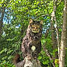 animal_portrait, brown_fur, cat, ears, forest, greenery, leaves, long_hair, nature, outdoors, sitting, stump, sunlight, tabby, tail, tree, whiskers, white_chest, woodland, yellow_eyes