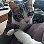 Praline participe au concours pour gagner de l'argent avec cette photo : kitten, cat, paw, whiskers, indoor, close_up, curious, pet, feline, young, fur, tabby, white_paw, relaxed, animal, cute, domestic, looking, soft, resting