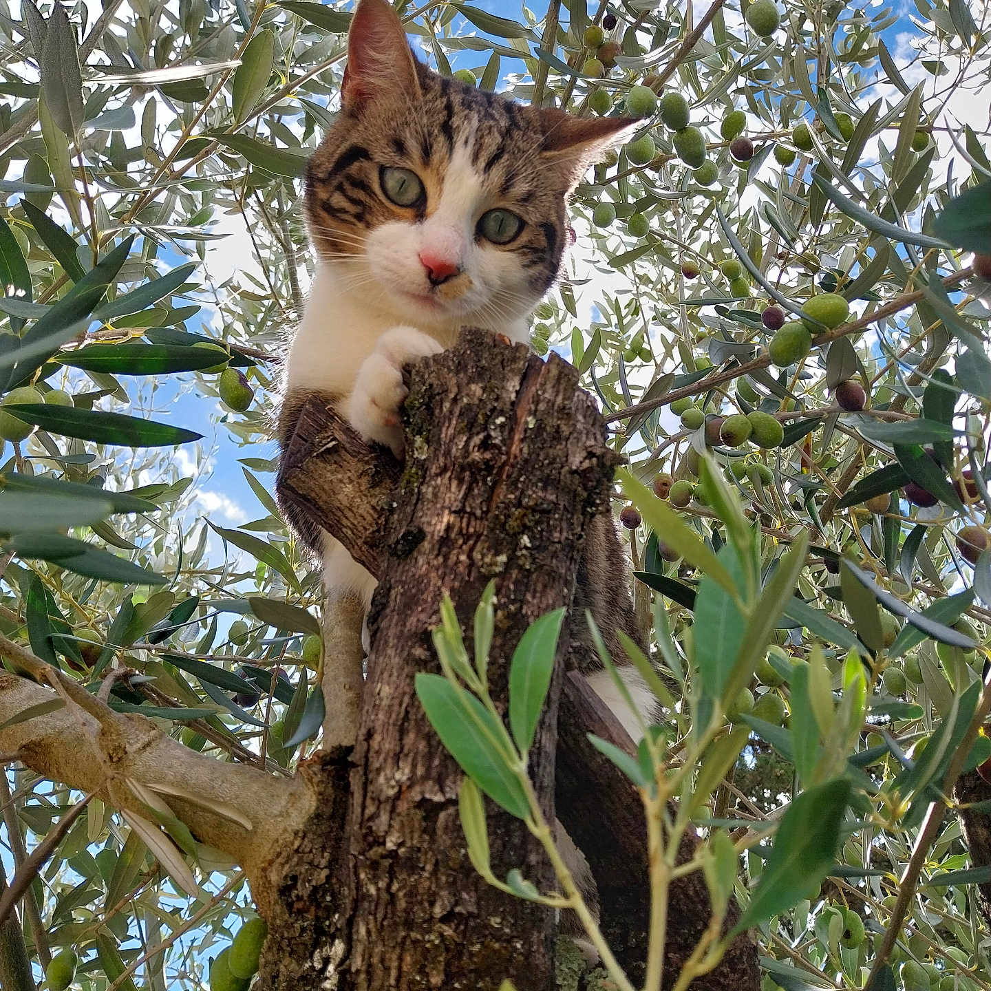 Praline participe au concours pour gagner de l'argent avec cette photo : animal, branch, brown, cat, climbing, closeup, curious, daylight, fur, green, leaves, nature, olive_tree, outdoor, paw, pet, sky, tree, trunk, wildlife